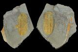 Protolenus Trilobite Molt With Pos/Neg - Tinjdad, Morocco #141881-1